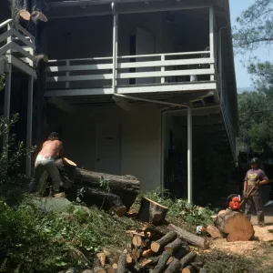 Tree being removed outside kitchen
