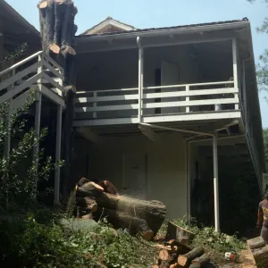 Tree being removed outside kitchen