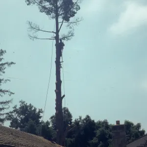 Tree removal near north wing