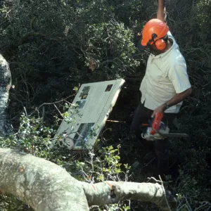 Oak Tree Fell Outside Herbarium