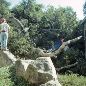 Oak Tree Fell Outside Herbarium