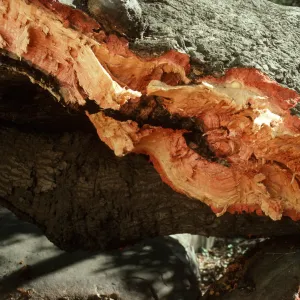 Detail of Oak Tree that Fell Outside Herbarium