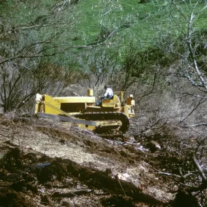 Clearing Burned Olives after Coyote Fire