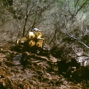olive Grove clearing after Coyote Fire