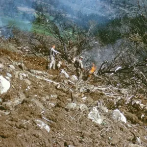 olive Grove clearing after Coyote Fire