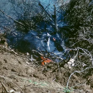 olive Grove clearing after Coyote Fire