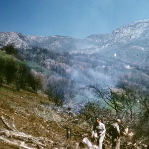 olive Grove clearing after Coyote Fire