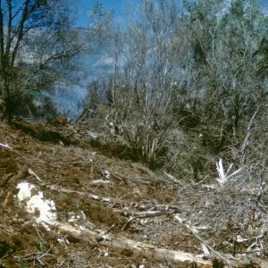 olive Grove clearing after Coyote Fire