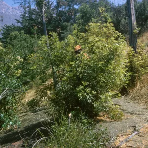 Stump sprouts after Coyote fire