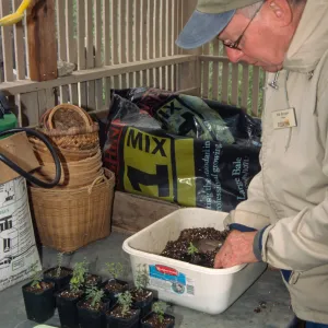 Will Brown potting up plants, Horticulture Unit