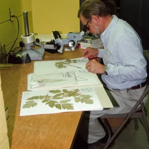 Dieter Wilken, analyzing Herbarium specimens