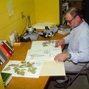 Dieter Wilken, analyzing Herbarium specimens