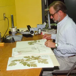 Dieter Wilken, analyzing Herbarium specimens
