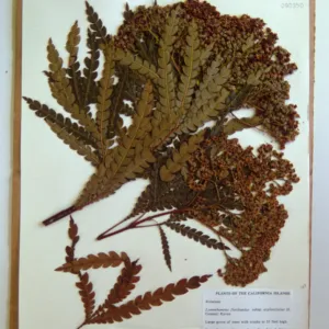 Lynothamnus, Herbarium specimen sheet