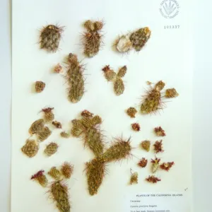 Opuntia, herbarium specimen sheets