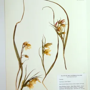 Herbarium specimen sheets