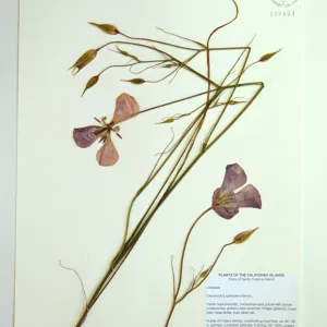 Herbarium specimen sheets