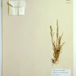 Herbarium specimen sheets