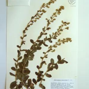 Herbarium specimen sheets