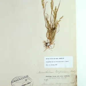 Herbarium specimen sheets