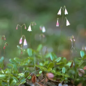 Linnaea