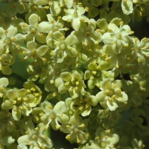 Sambucus