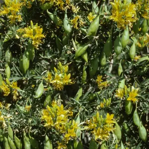 Isomeris arborea