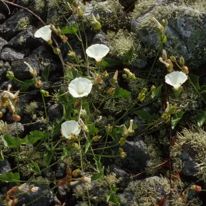 Calystegia