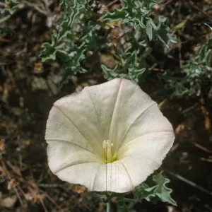 Calystegia