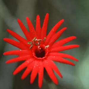 Silene
