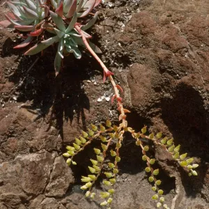 Dudleya
