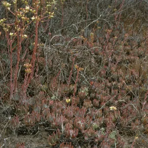 Dudleya