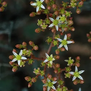 Dudleya