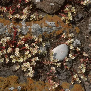 Dudleya