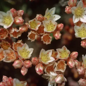 Dudleya