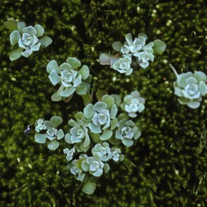 Sedum