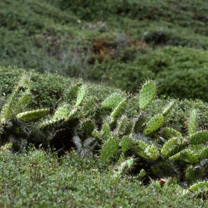 Opuntia
