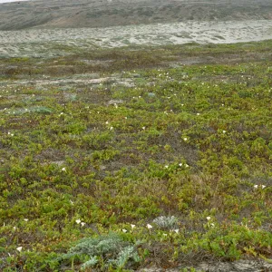 San Clemente Island