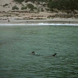 seals