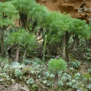 Arabis hoffmannii