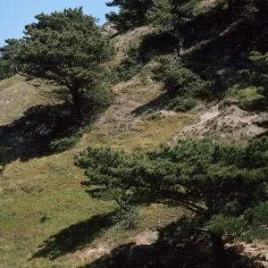 Torrey Pine, Pinus torreyana ssp. insularis, on Santa Rosa Island