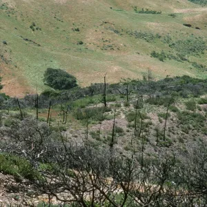 China Pines burn site