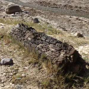 Fossil cypress log; Santa Cruz Island