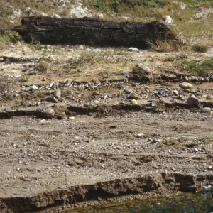 Fossil cypress log, Sauces Canyon, Santa Cruz Island