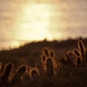Bergerocactus and Sunset, San Clemente Island
