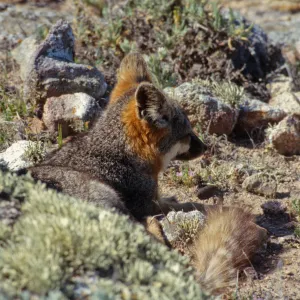 Island Fox, San Clemente Island