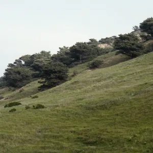 Torrey Pines, Santa Rosa Island