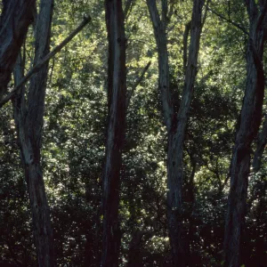ironwood grove, west of Pelican Bay, Santa Cruz Island