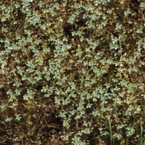 Callitriche