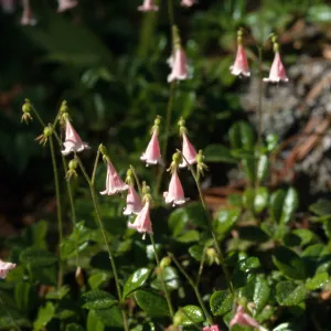 Linnaea borealis var. americana